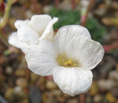 Saxifraga 'Allendale Snow' 